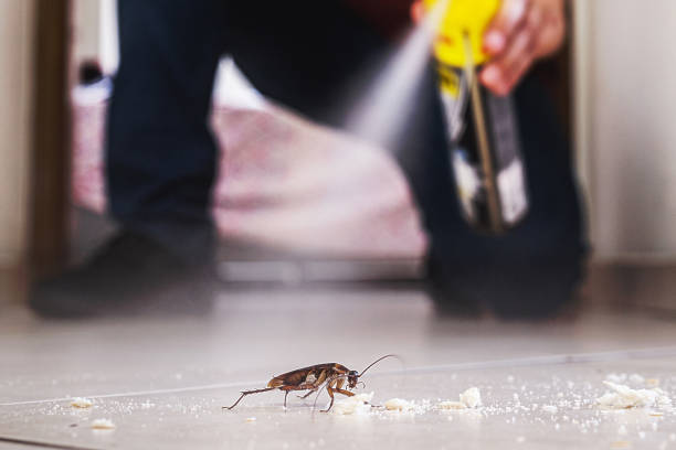 Best Cockroach Control Services  in Kilmarnock, VA