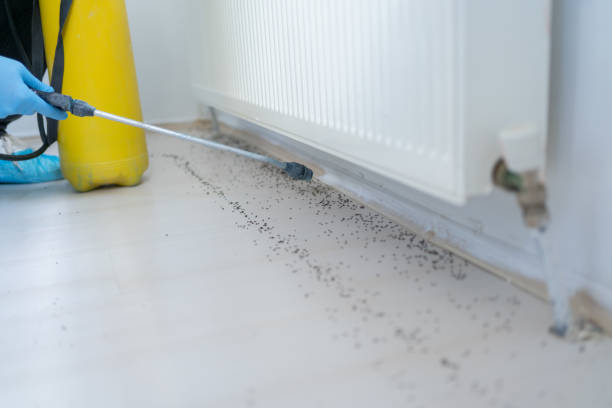 Best Mosquito Control Services  in Kilmarnock, VA